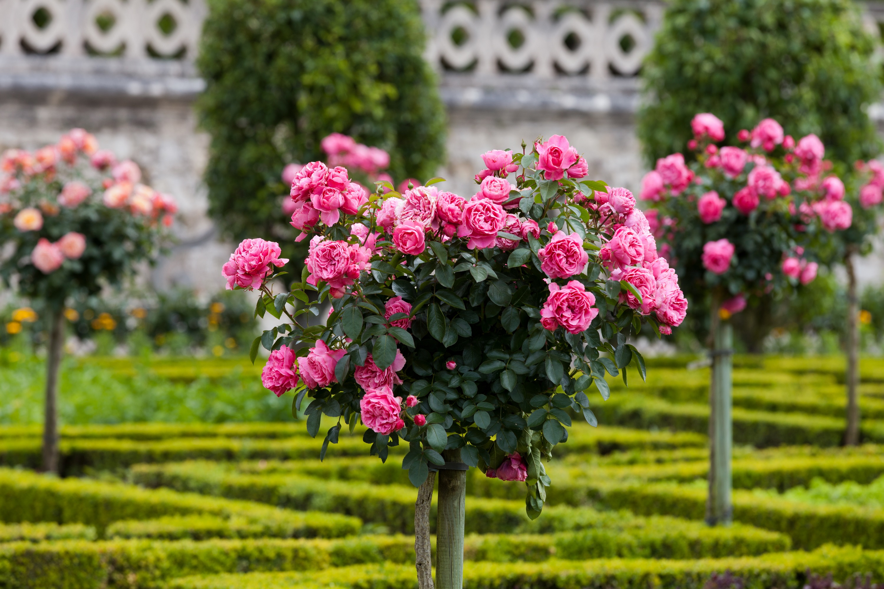 Штамбовые розы французский сад